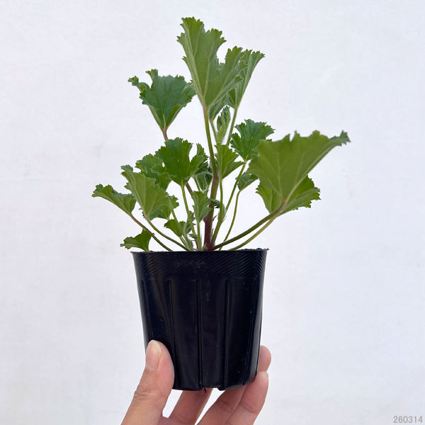 ニオイゼラニウム：オレンジ3号ポット2株セット