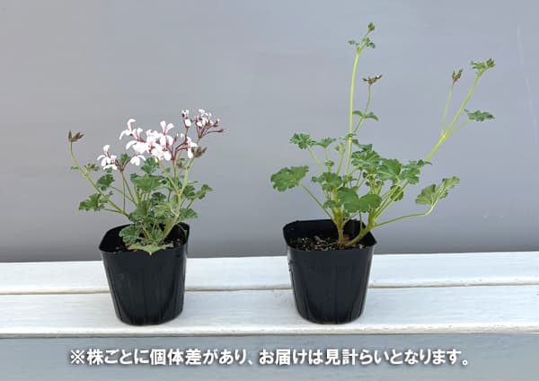 ニオイゼラニウム：オールドスパイス3号ポット2株セット