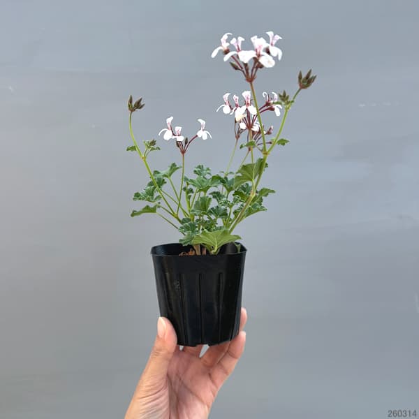 ニオイゼラニウム：オールドスパイス3号ポット2株セット