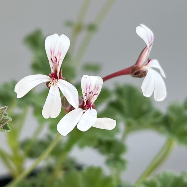 ニオイゼラニウム：オールドスパイス3号ポット2株セット