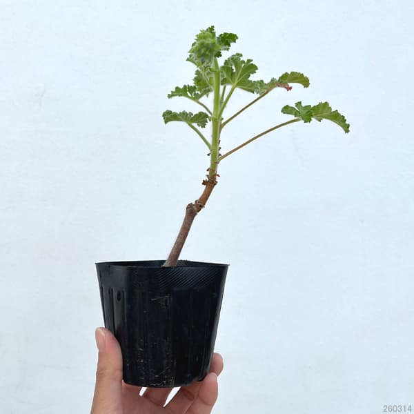 ニオイゼラニウム：カピタタム3号ポット