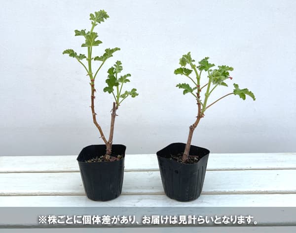 ニオイゼラニウム：カピタタム3号ポット