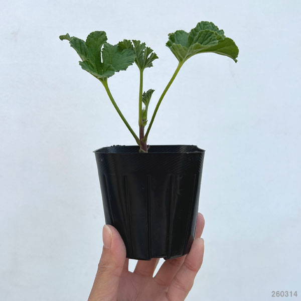 ニオイゼラニウム：クロリンダ3号ポット2株セット