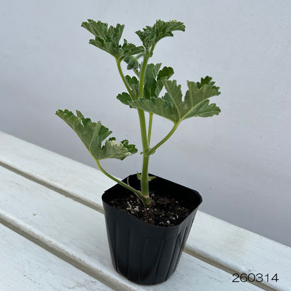 ニオイゼラニウム：ココナッツ　バリエガタ3号ポット