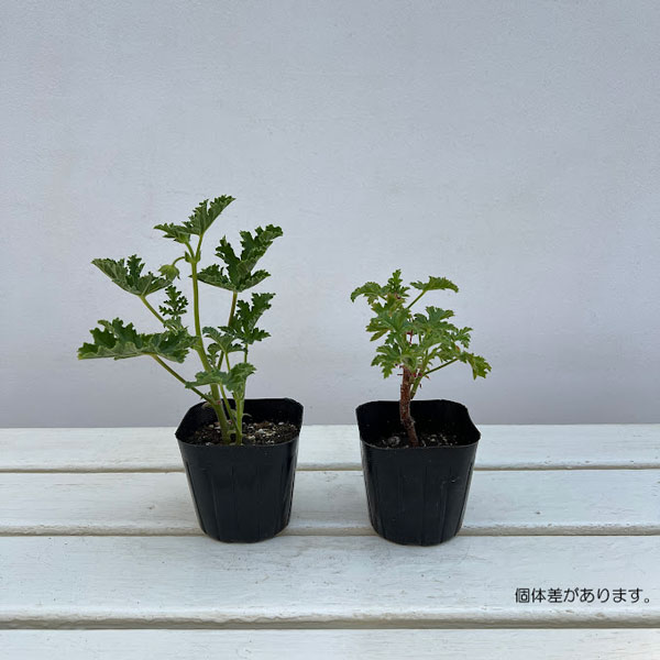 ニオイゼラニウム：ココナッツ　バリエガタ3号ポット