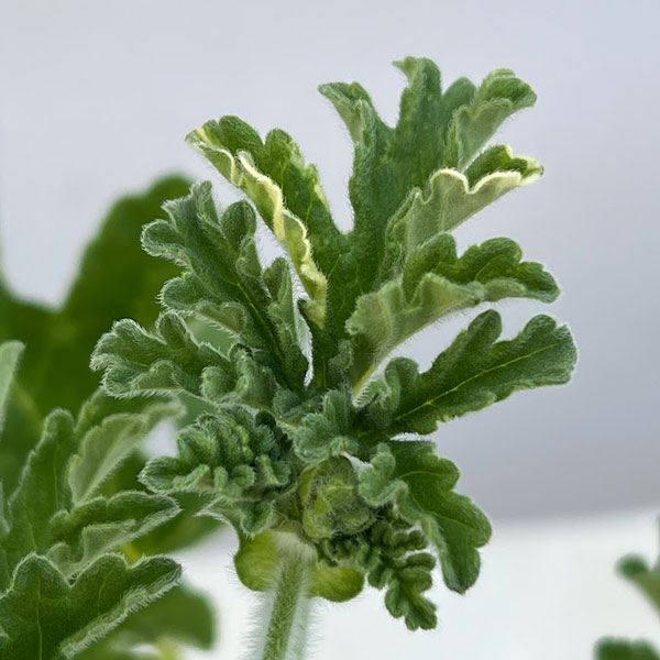 ニオイゼラニウム：ココナッツ　バリエガタ3号ポット