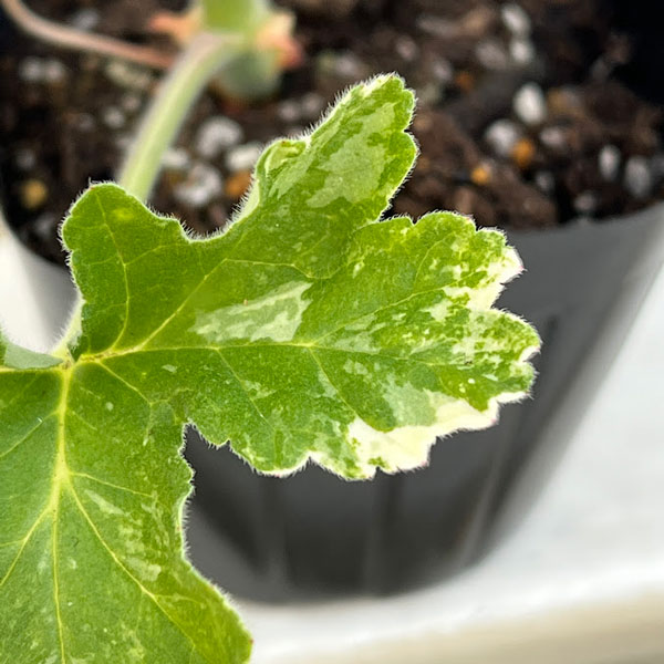 ニオイゼラニウム：ココナッツ　バリエガタ3号ポット