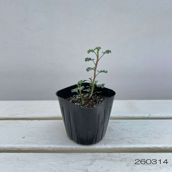 ニオイゼラニウム:スワールベルグ3号ポット