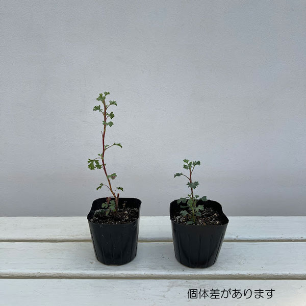 ニオイゼラニウム:スワールベルグ3号ポット