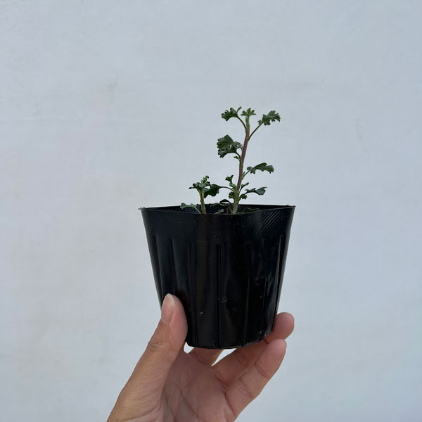 ニオイゼラニウム:スワールベルグ3号ポット