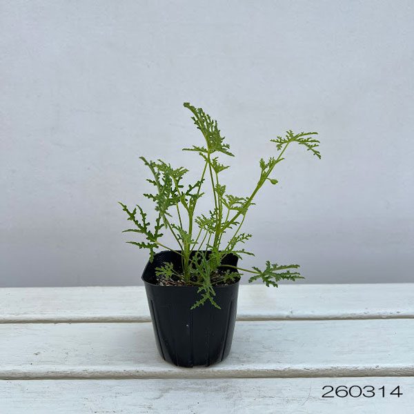 ニオイゼラニウム：ファンリーフ3号ポット