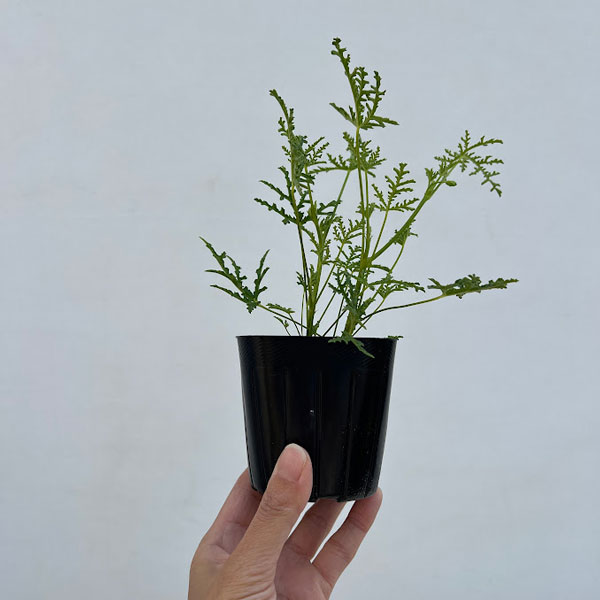 ニオイゼラニウム：ファンリーフ3号ポット