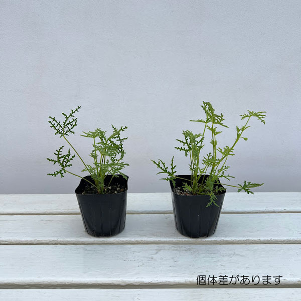 ニオイゼラニウム：ファンリーフ3号ポット