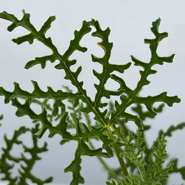 ニオイゼラニウム：ファンリーフ3号ポット