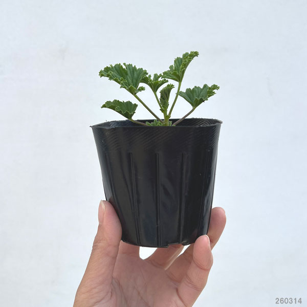 ニオイゼラニウム：フレンシャムレモン3号ポット 2株セット