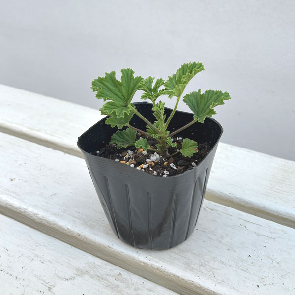 ニオイゼラニウム：フレンシャムレモン3号ポット 2株セット