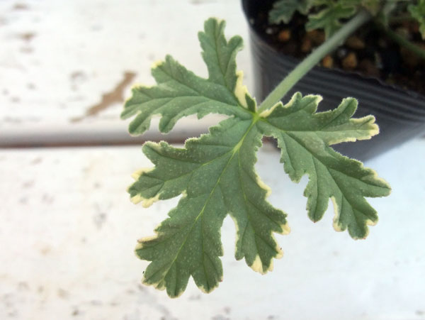 ニオイゼラニウム：ミント　セインテッド　バリエガタ3号ポット