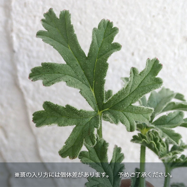 ニオイゼラニウム：ミント　セインテッド　バリエガタ3号ポット