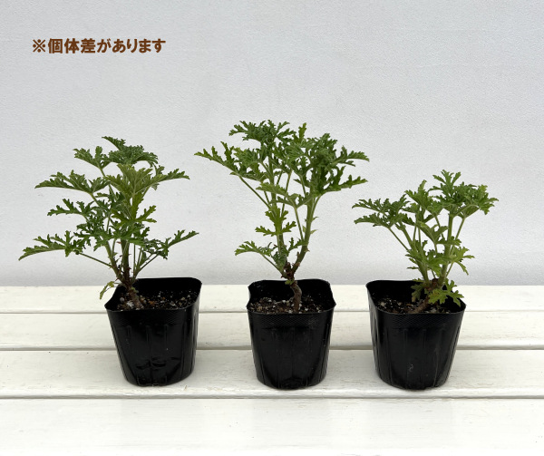 ニオイゼラニウム：ラデュラ3号ポット