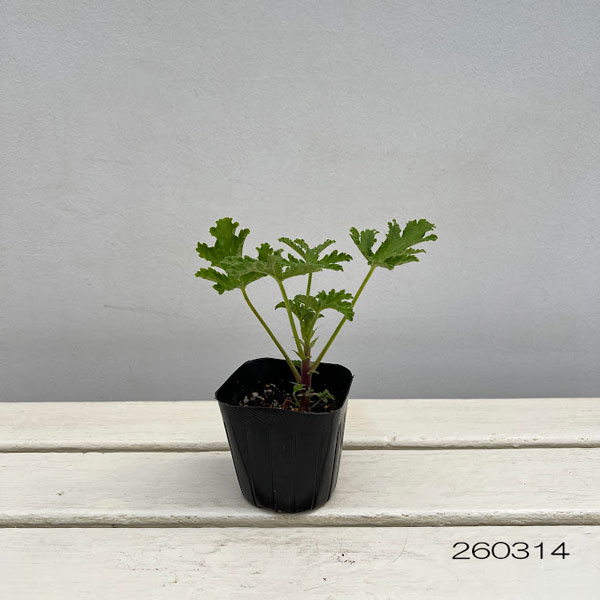 ニオイゼラニウム：レモンバーム3号ポット