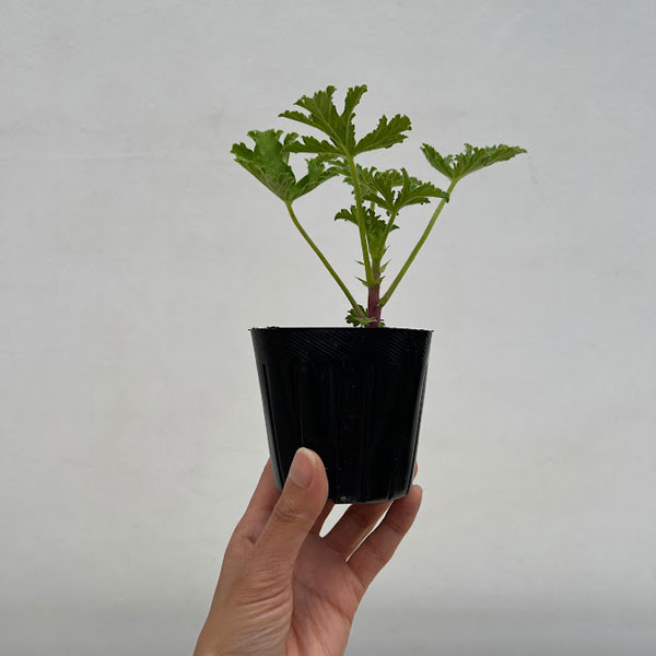 ニオイゼラニウム：レモンバーム3号ポット