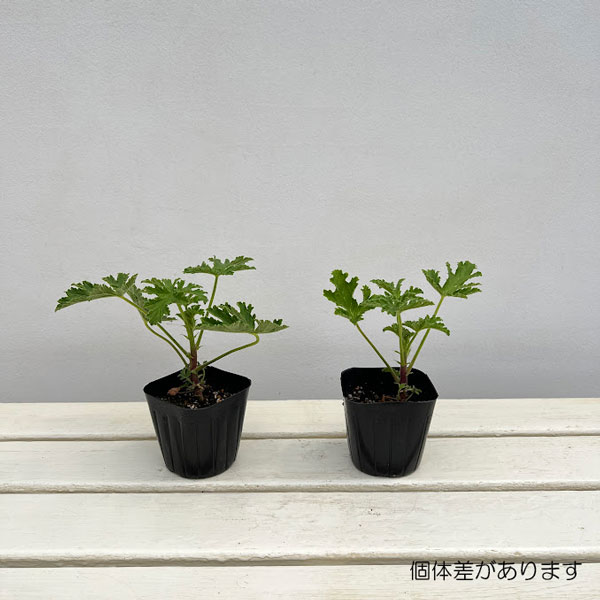 ニオイゼラニウム：レモンバーム3号ポット