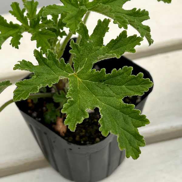 ニオイゼラニウム：レモンバーム3号ポット