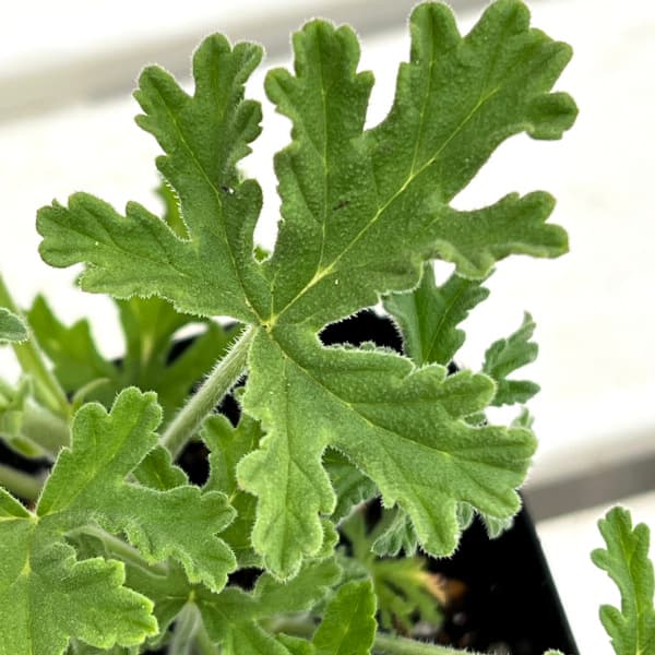 ニオイゼラニウム： ローズレモン3号ポット