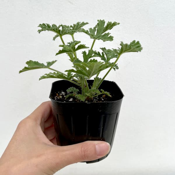 ニオイゼラニウム： ローズレモン3号ポット