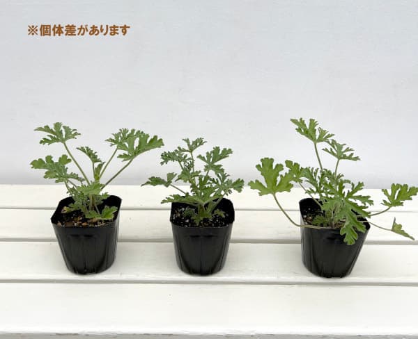 ニオイゼラニウム： ローズレモン3号ポット