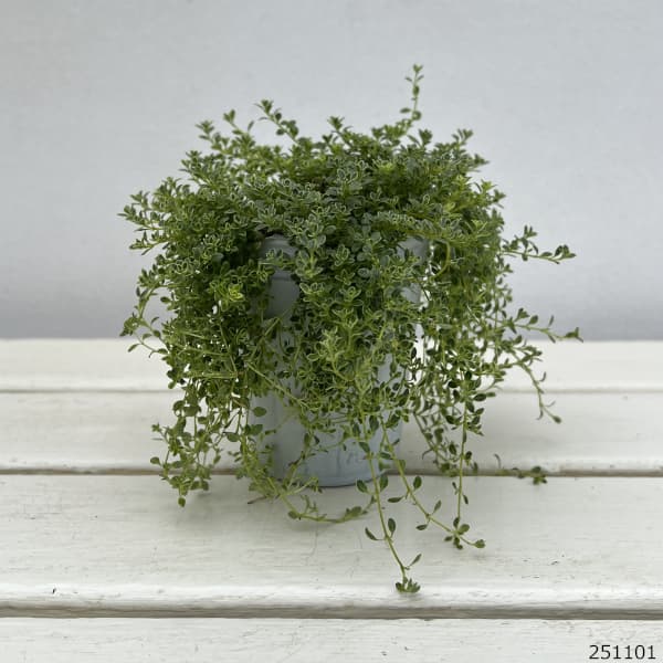 タイム（ほふく性）：ハイランドクリーム2.5-3号ポット