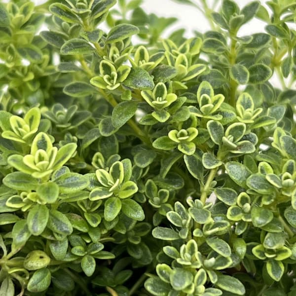 タイム（ほふく性）：ハイランドクリーム2.5-3号ポット