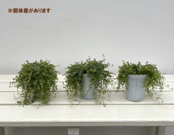 タイム（ほふく性）：ハイランドクリーム2.5-3号ポット