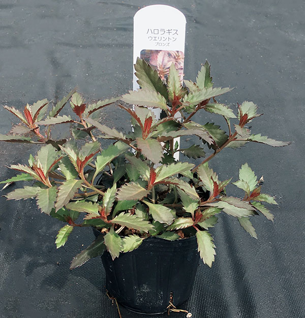 ハロラゲス2.5号ポット