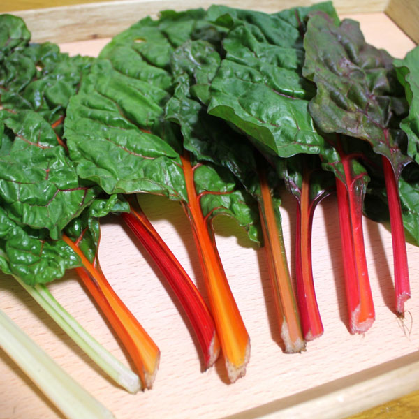 スイスチャード 3-3.5号ポット苗