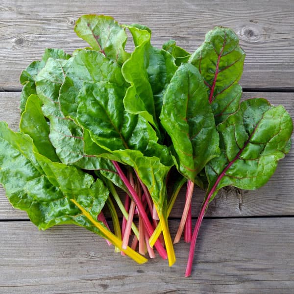 スイスチャード 3-3.5号ポット苗