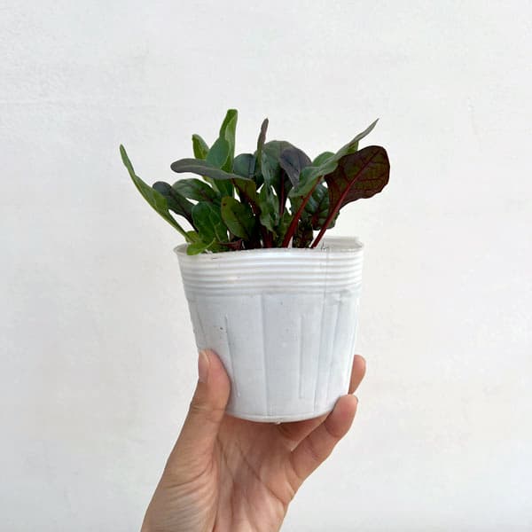 スイスチャード 3-3.5号ポット苗