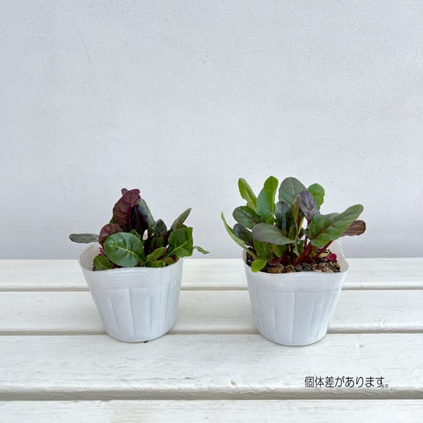 スイスチャード 3-3.5号ポット苗