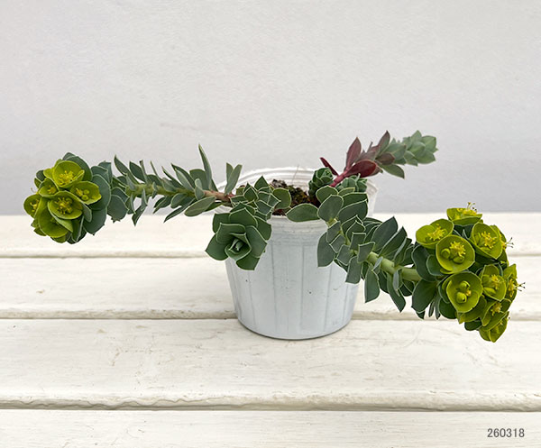 ユーホルビア:ミルシナイツ3-3.5号ポット 12株セット