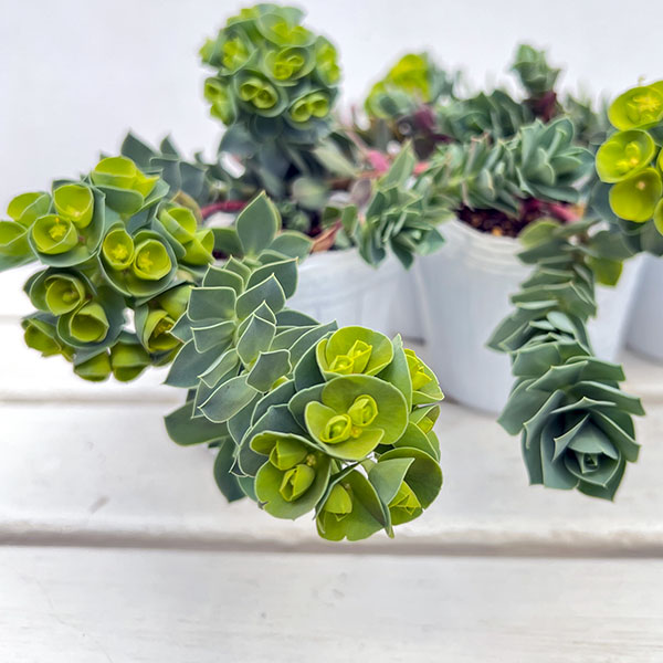 ユーホルビア:ミルシナイツ3-3.5号ポット 12株セット