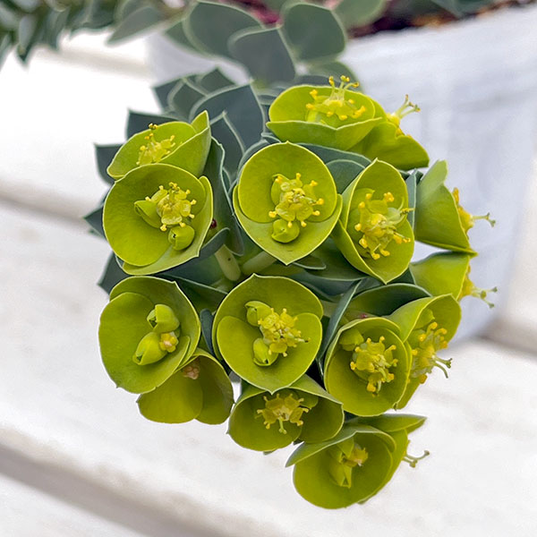 ユーホルビア:ミルシナイツ3-3.5号ポット 12株セット