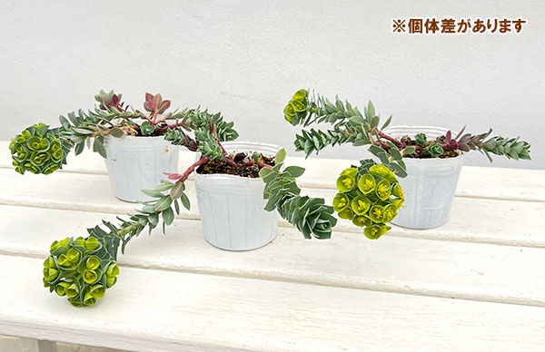ユーホルビア:ミルシナイツ3-3.5号ポット 12株セット