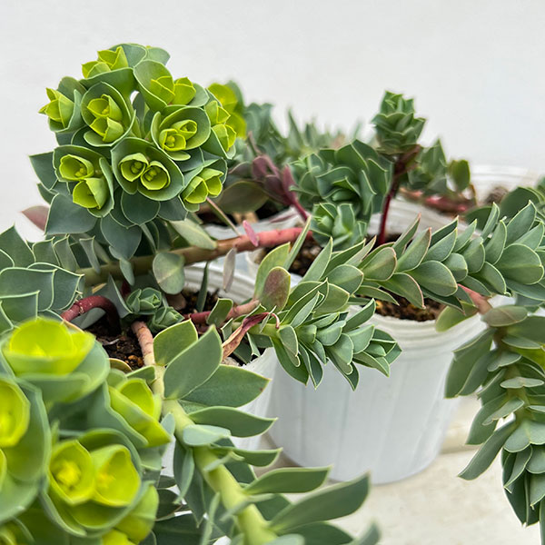 ユーホルビア:ミルシナイツ3-3.5号ポット 12株セット