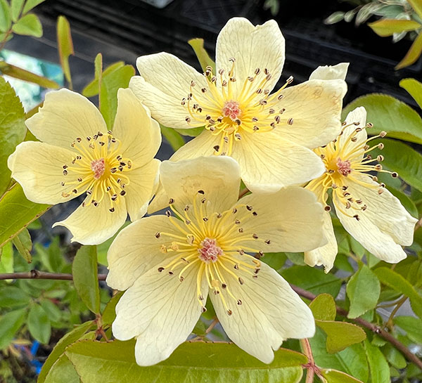 モッコウバラ：黄花一重　大苗4号ポット（バラ苗）
