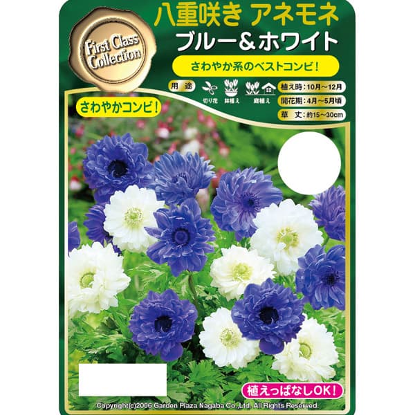 アネモネ:八重咲き ブルー&ホワイト25ml入り