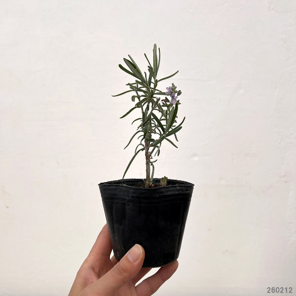 ローズマリー(立性):アープ3号ポット
