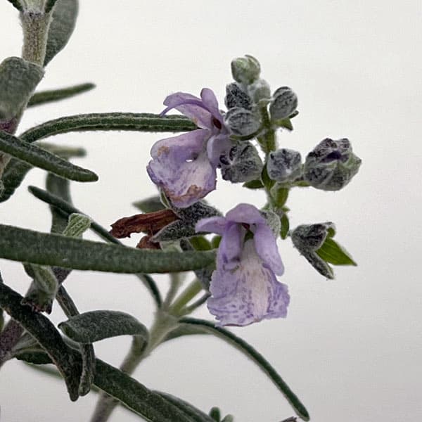 ローズマリー(立性):アープ3号ポット