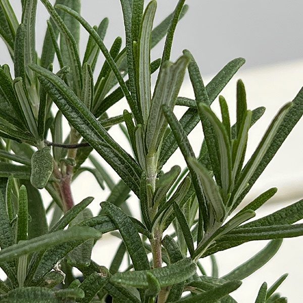 ローズマリー(立性):ゴリジア3号ポット2株セット