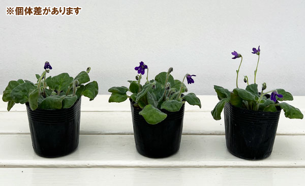 スミレイワギリソウ2.5-3号ポット