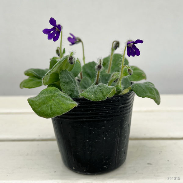 スミレイワギリソウ2.5-3号ポット